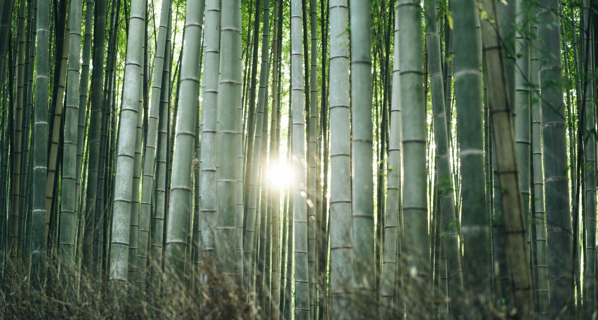 Sun shining through a bamboo forest
