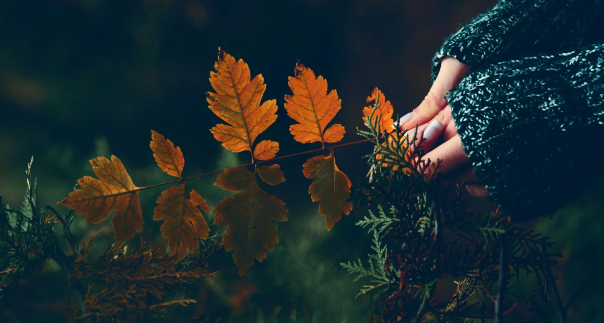 Hands hold leavings in different colours representing the changing season of perimenopause